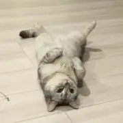 ONの画像