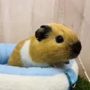 たぬきの画像