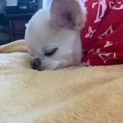 ぴょん