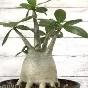 mitsu