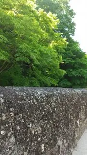 Sproutの画像