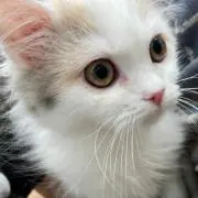 ふの画像