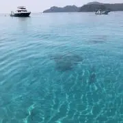 ぴぴの画像