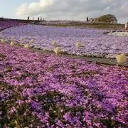 えっちゃんの画像