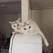 おーやまの画像