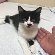 およ猫ぶーにゃん