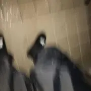おさかなさん