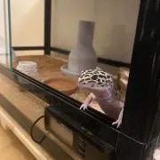 ケイ素