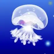 JELLYFISH♡