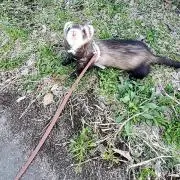 くるっぺの画像