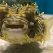 あああ