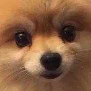 わっかーの画像