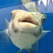 クマの子の画像
