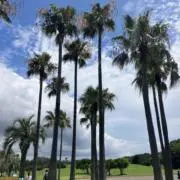 nanala_77
