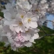 ☆みー☆の画像