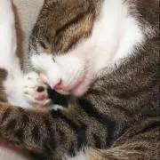 テオアイ