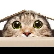 猫好きの画像