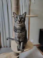 しのちゃまの画像