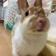 さちゃ