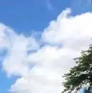 コモドの画像