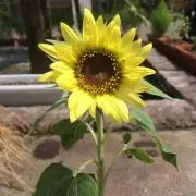 はるの画像