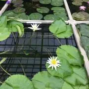 わた