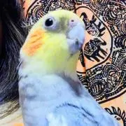 黄色い鳥の画像