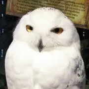 アルの画像