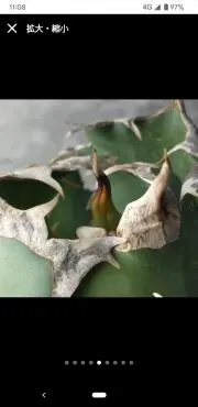 bocchi agave