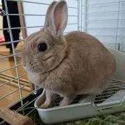 メグメグの画像