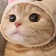 クララの画像