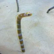 チンアナゴ