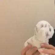 たぴたぴの画像