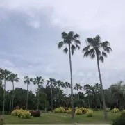 さちょるの画像