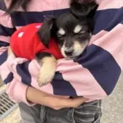 かかさんの画像