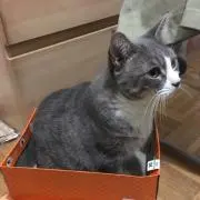 KOH