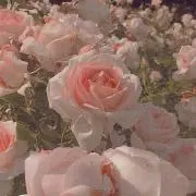 プロフィール確認お願いします！の画像