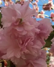 ゆりの画像