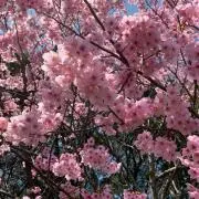 カズボーの画像
