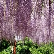 なすび