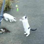 うめし
