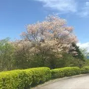 kazu