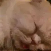 れも猫の画像