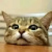 にゃんすけ君