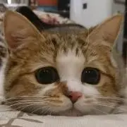 ゆ