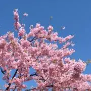 flowerの画像