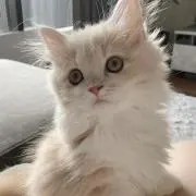 ♥・*の画像