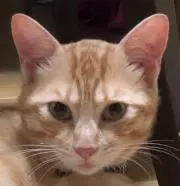 catmanの画像