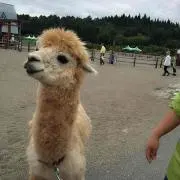 ぽんの画像