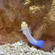 ★RICO★の画像